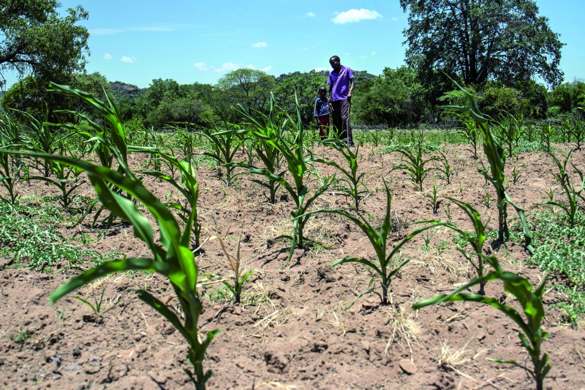 Un papà e il suo bambino osservano il loro campo coltivato in Zimbabwe